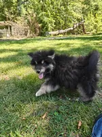 Mr Fluff    , a male Alaskan Malamute for sale in Keysville, VA – 4 of 8