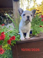 Izzy, a female French Bulldog for sale in Keysville, VA – 10 of 10