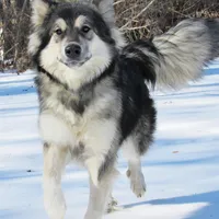 Mystic, a female Alaskan Malamute for sale in Keysville, VA – Photo 1 of 8