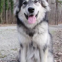 Mystic, a female Alaskan Malamute for sale in Keysville, VA – Photo 6 of 8