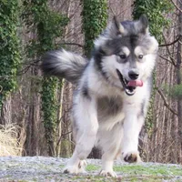 Mystic, a female Alaskan Malamute for sale in Keysville, VA – Photo 4 of 8