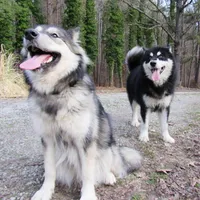 Mystic, a female Alaskan Malamute for sale in Keysville, VA – Photo 7 of 8