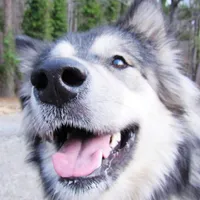 Mystic, a female Alaskan Malamute for sale in Keysville, VA – Photo 3 of 8