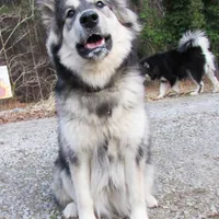 Mystic, a female Alaskan Malamute for sale in Keysville, VA – Photo 5 of 8