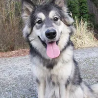 Mystic, a female Alaskan Malamute for sale in Keysville, VA – Photo 8 of 8