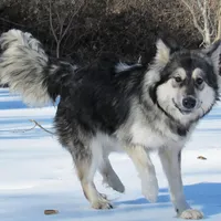 Mystic, a female Alaskan Malamute for sale in Keysville, VA – Photo 2 of 8