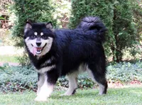 Milo, a male Alaskan Malamute for sale in Keysville, VA – 2 of 5