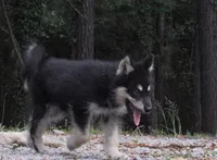 Zues , a male Alaskan Malamute for sale in Keysville, VA – 6 of 6