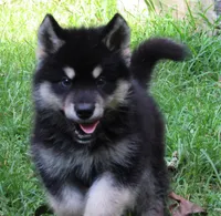 Koda, a male Alaskan Malamute for sale in Keysville, VA – 3 of 6