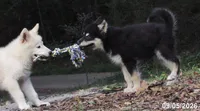 Zues , a male Alaskan Malamute for sale in Keysville, VA – 5 of 6