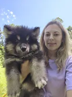 Mr Fluff    , a male Alaskan Malamute for sale in Keysville, VA – 6 of 8
