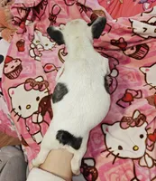 Pied Frenchie , a female French Bulldog for sale in Keysville, VA – 8 of 10