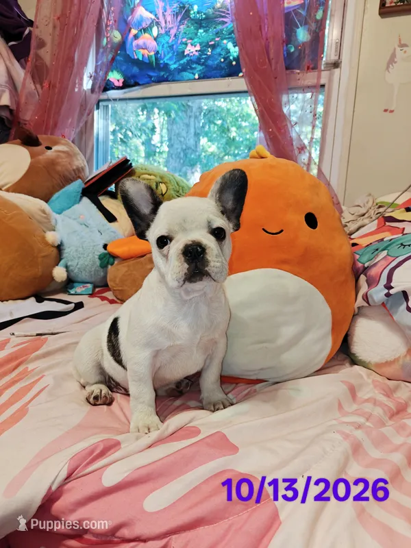 Pied frenchie – French Bulldog puppy for sale in Keysville, VA