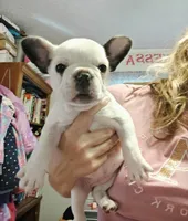 Pied frenchie, a female French Bulldog for sale in Keysville, VA – 6 of 10