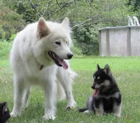 Millie , a female Alaskan Malamute for sale in Keysville, VA – 3 of 7