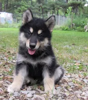 Millie , a female Alaskan Malamute for sale in Keysville, VA – 5 of 7