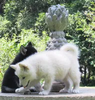 Jasper , a male Alaskan Malamute for sale in Keysville, VA – 7 of 9