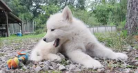 VA Malamute puppy, a male Alaskan Malamute for sale in Keysville, VA – 2 of 4