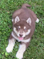 Va Pup , a female Alaskan Malamute for sale in Keysville, VA – 8 of 10