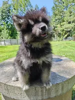 Mr Fluff    , a male Alaskan Malamute for sale in Keysville, VA – 7 of 8