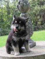 Koda, a male Alaskan Malamute for sale in Keysville, VA – 2 of 6