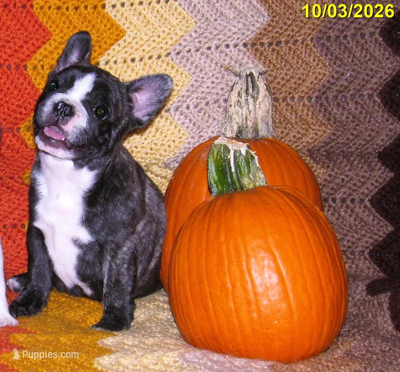 Brindle Girl  – French Bulldog puppy for sale in Keysville, VA