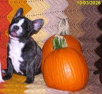Brindle Girl , a female French Bulldog for sale in Keysville, VA – 4 of 6