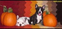 Brindle girl, a female French Bulldog for sale in Keysville, VA – 3 of 3