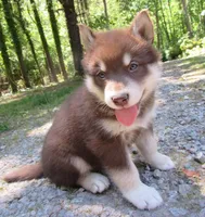 Va Pup , a female Alaskan Malamute for sale in Keysville, VA – 5 of 10