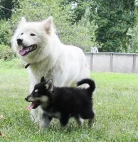 Millie , a female Alaskan Malamute for sale in Keysville, VA – 4 of 7