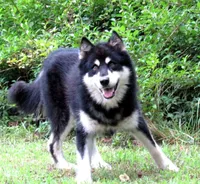 VA Malamute , a male Alaskan Malamute for sale in Keysville, VA – 5 of 5