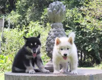 Jasper , a male Alaskan Malamute for sale in Keysville, VA – 8 of 9