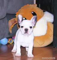 Izzy, a female French Bulldog for sale in Keysville, VA – 9 of 10