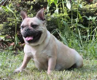 Pied Frenchie , a female French Bulldog for sale in Keysville, VA – 4 of 10