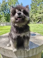 Mr Fluff    , a male Alaskan Malamute for sale in Keysville, VA – 5 of 8