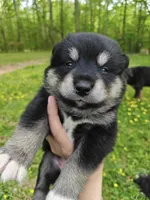 Inka , a female Alaskan Malamute for sale in Keysville, VA – Photo 2 of 6