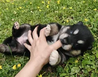 Inka , a female Alaskan Malamute for sale in Keysville, VA – Photo 3 of 6