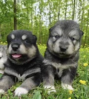 Inka , a female Alaskan Malamute for sale in Keysville, VA – Photo 6 of 6