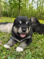 Inka , a female Alaskan Malamute for sale in Keysville, VA – Photo 5 of 6