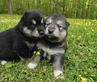 Inka , a female Alaskan Malamute for sale in Keysville, VA – Photo 4 of 6