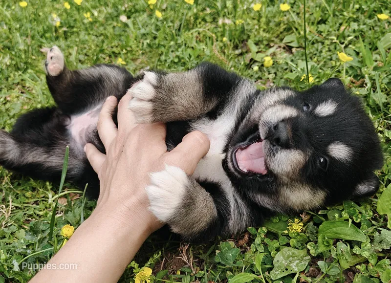 Inka  – Alaskan Malamute puppy for sale in Keysville, VA