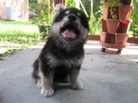 Koda, a male Alaskan Malamute for sale in Keysville, VA – 4 of 6