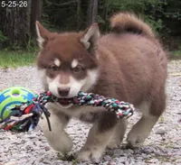 Va Pup , a female Alaskan Malamute for sale in Keysville, VA – 9 of 10