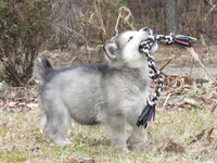 Tala , a female Alaskan Malamute for sale in Keysville, VA – Photo 4 of 10