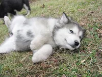 Tala , a female Alaskan Malamute for sale in Keysville, VA – Photo 2 of 10