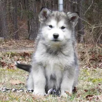 Tala , a female Alaskan Malamute for sale in Keysville, VA – Photo 6 of 10