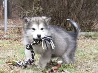 Tala , a female Alaskan Malamute for sale in Keysville, VA – Photo 8 of 10