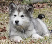 Tala , a female Alaskan Malamute for sale in Keysville, VA – Photo 9 of 10