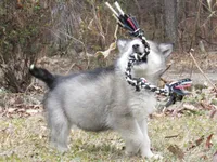 Tala , a female Alaskan Malamute for sale in Keysville, VA – Photo 3 of 10