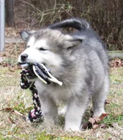 Tala , a female Alaskan Malamute for sale in Keysville, VA – Photo 5 of 10